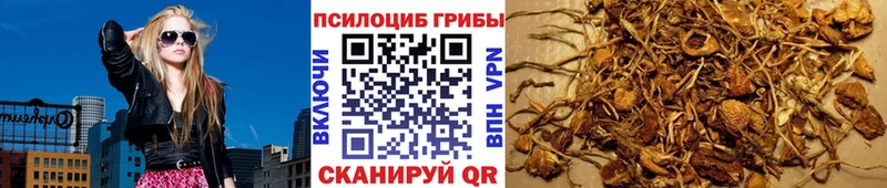 Псилоцибиновые грибы Psilocybine cubensis сколько стоит Нея